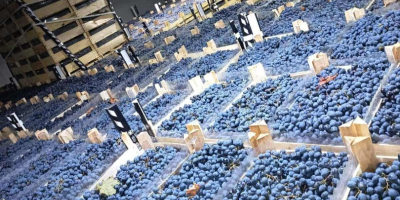 bezpośrednio od producenta, przechowywane w optymalnych warunkach w lodówce