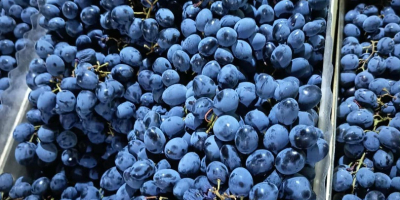 bezpośrednio od producenta, przechowywane w optymalnych warunkach w lodówce