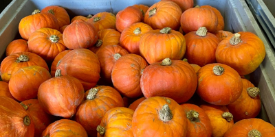 Sprzedam dynie hokkaido, bambino, spitfire, alladin dynia ladna, z