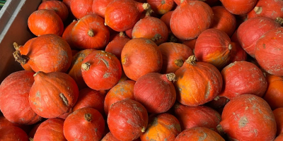 Sprzedam dynie hokkaido, bambino, spitfire, alladin dynia ladna, z