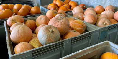 Sprzedam dynie hokkaido, bambino, spitfire, alladin dynia ladna, z