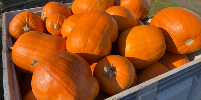 Sprzedam dynie hokkaido, bambino, spitfire, alladin dynia ladna, z