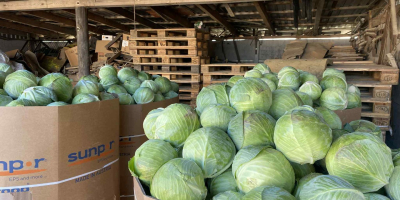 Sprzedam kapustę białą. Kaliber 1,2-3,5 kg. Towar ładny, marketowy,