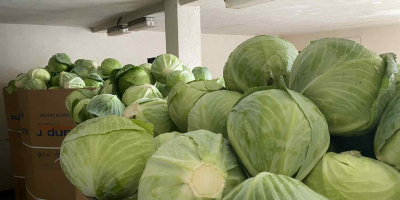 Sprzedam kapustę białą. Kaliber 1,2-3,5 kg. Towar ładny, marketowy,