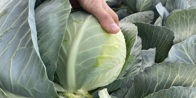 Sprzedam kapustę białą. Kaliber 1,2-3,5 kg. Towar ładny, marketowy,