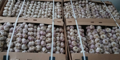 Sprzedam czosnek Kontakt +[telefon]