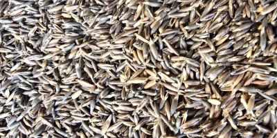 Posiadam na sprzedaż Owies Gniady,Wysokobialkowy z tego rocznych zbiorów.