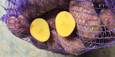 Witam. Sprzedam ziemniaki bardzo smaczne odmiany Balana (żołte) oraz