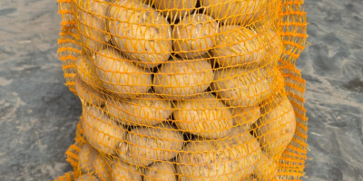 Witam. Sprzedam ziemniaki bardzo smaczne odmiany Balana (żołte) oraz