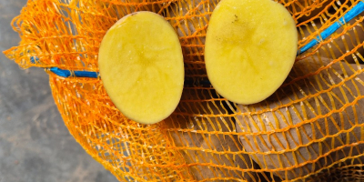 Witam. Sprzedam ziemniaki bardzo smaczne odmiany Balana (żołte) oraz