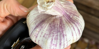 Sprzedajemy świeży, wysokiej jakości czosnek fioletowy, produkowany w Argentynie.