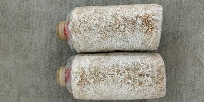 Sprzedam/sprowadzę podłoże z Chin do uprawy grzybów egzotycznych. I