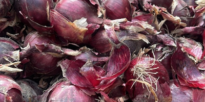 Sprzedam cebulę czerwoną i żółtą, zarówno z gruntu, jak