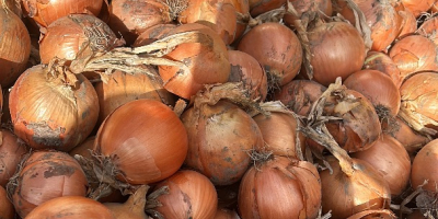 Sprzedam cebulę czerwoną i żółtą, zarówno z gruntu, jak