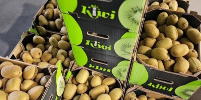 Greckie kiwi premium – świeże, certyfikowane, niedrogie