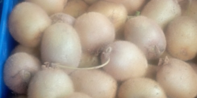 Organiczne zielone kiwi, bardzo słodkie, całkowicie wolne od pestycydów,