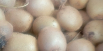 Organiczne zielone kiwi, bardzo słodkie, całkowicie wolne od pestycydów,