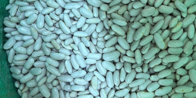 Fasola biała, worek 10 kg, jakość A, pochodzenie Egipt,