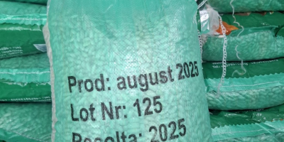 Fasola biała, worek 10 kg, jakość A, pochodzenie Egipt,