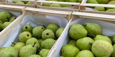 Sprzedam gruszkę lukasówkę i Ksenię bardzo ładną. Po więcej