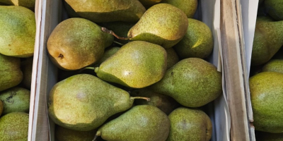 Sprzedam gruszkę lukasówkę i Ksenię bardzo ładną. Po więcej