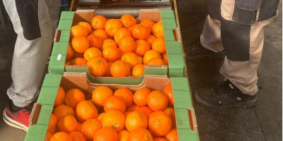 Świeże mandarynki premium dostępne w hurtowych ilościach. Dostawa bezpośrednia.