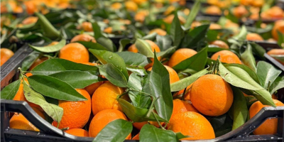 Świeże mandarynki premium dostępne w hurtowych ilościach. Dostawa bezpośrednia.