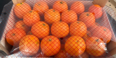 Świeże mandarynki premium dostępne w hurtowych ilościach. Dostawa bezpośrednia.