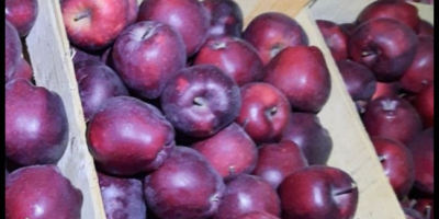 Jesteśmy zaufanymi dostawcami świeżych owoców i warzyw w Mołdawii.