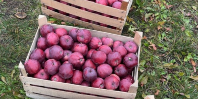 Jesteśmy zaufanymi dostawcami świeżych owoców i warzyw w Mołdawii.
