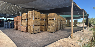 Sprzedajemy wysokiej jakości, świeży czosnek fioletowy, świeżo zebrany w