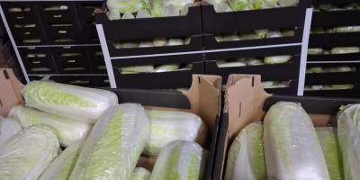 Sprzedam kapustę pekińska kal 0,5-1,8kg z chłodni. Ilości tirowe.