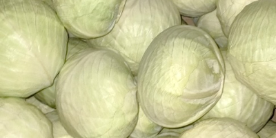 Sprzedam kapustę białą i czerwoną. Dostępne 1500 ton. Kontakt