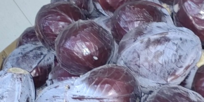 Sprzedam kapustę białą i czerwoną. Dostępne 1500 ton. Kontakt