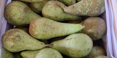 Sprzedam konferencje sort od 6.5do8 średniak 5do 60 i