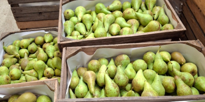 Sprzedam konferencje sort od 6.5do8 średniak 5do 60 i