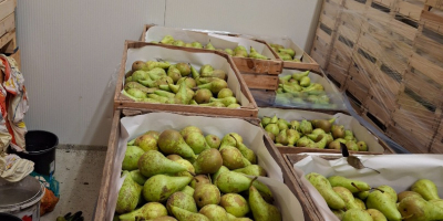 Sprzedam konferencje sort od 6.5do8 średniak 5do 60 i