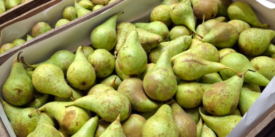 Sprzedam konferencje sort od 6.5do8 średniak 5do 60 i