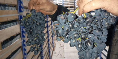 bezpośrednio od producenta, przechowywane w optymalnych warunkach w lodówce