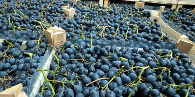 bezpośrednio od producenta, przechowywane w optymalnych warunkach w lodówce