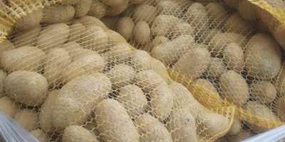 Sprzedam ziemniaki odmiany Soraya w kalibrażu od 45mm towar