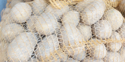 Sprzedam ziemniaki odmiany Soraya w kalibrażu od 45mm towar