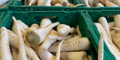 Sprzedam Pietruszke myta różne odmiany możliwość transportu tel [telefon]