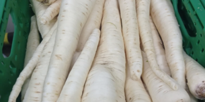 Sprzedam Pietruszke myta różne odmiany możliwość transportu tel [telefon]