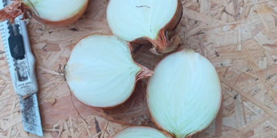 Witam, sprzedam kilka tirów cebuli luzem. Odmiany: Dormo i