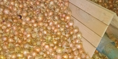 Witam, sprzedam kilka tirów cebuli luzem. Odmiany: Dormo i