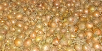 Witam, sprzedam kilka tirów cebuli luzem. Odmiany: Dormo i