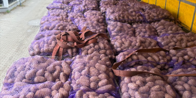 Sprzedam ziemniaki jadalne z badaniami FITO. Ilości Tirowe. Opakowanie,kaliber,etykieta