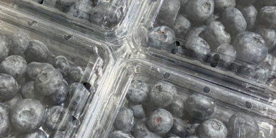 Sprzedam borówkę amerykańską, kraj pochodzenia Peru, lokalizacja Polska. Proszę