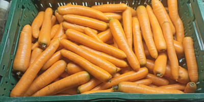 Sprzedam marchew mytą, szczotkowaną Kaliber handlowy. Cena 0.80gr/kg Ilości